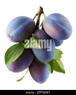 branch with plums isolated on a white background. Stock Photo
