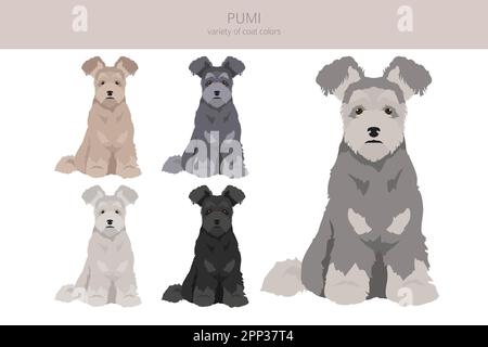 Pumi clipart. Different poses, coat colors set.  Vector illustration Stock Vector