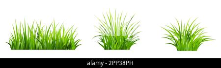 Realistic green grass. Bushes of fresh greens. Spring meadow. Stock Vector
