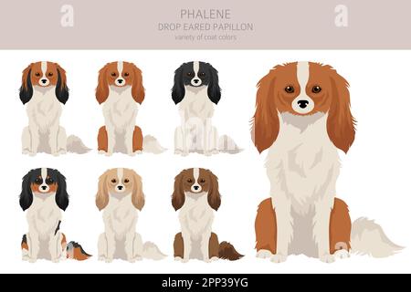 Phalene, Drop - eared Papillon clipart. Different poses, coat colors set.  Vector illustration Stock Vector