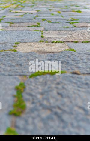 Grass growing in between the granite rock floor tiles in Chidambaram temple outer walkway. Perfect background. Stock Photo