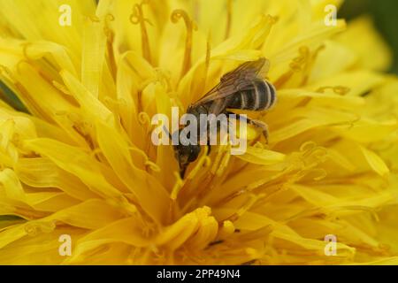 Natural close-up on female small bronze furrow bee, Halictus tumulorum in a yellow dandelion flower Stock Photo