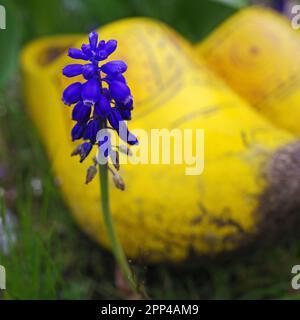 Genuine Dutch wooden clogs blurred behind a blue grape hyacinth flower Stock Photo