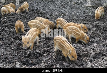 Group of Squeakers. Wild boar babies tossing their snouts in the mud Stock Photo