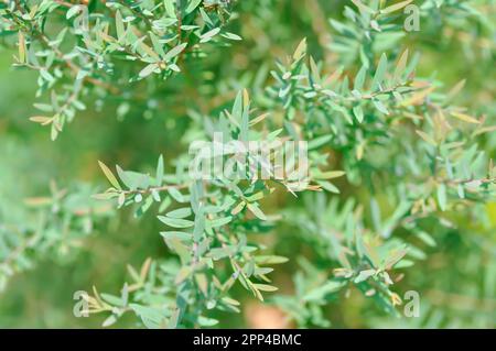 CHAMAECYPARIS LAWONIANA or ELLWOODS GOLD , CUPRESSA CEAE plant Stock Photo