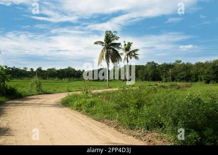 A under constriction brick road in a rural area of Chittagong. Morning scenery of a Bangladeshi village. coconut tree beside the mud pathway. Stock Photo