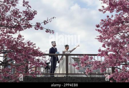An Asian couple wearing a suit and wedding dress on a bridge surrounded by blooming cherry blossoms with the bride pointing to the sky. Stock Photo