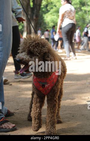 poodle dog in park Stock Photo
