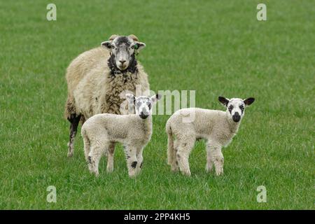 Swaledale ewe or female sheep inSpringtime, facing forward in green meadow with her two young Swaledale mule lambs.  North Yorkshire, UK. Copy space. Stock Photo