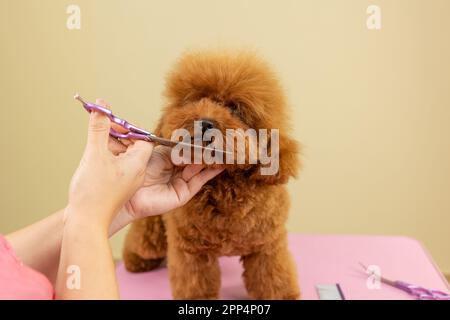 From above careful faceless female nurse cutting fluffy fur of obedient brown miniature Poodle beside muzzle with scissors in modern vet studio. Profe Stock Photo