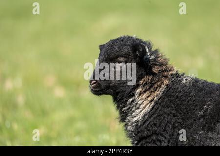 Cute new born baby black sheep or Easter lamb with fluffy wool lying on a green meadow, copy space Stock Photo