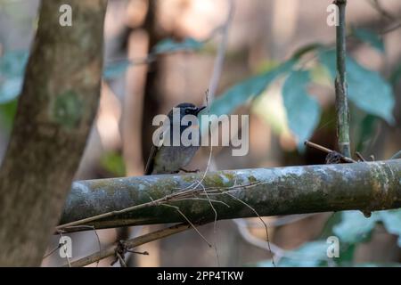 Rufous-gorgeted flycatcher or Ficedula strophiata observed in Rongtong, India Stock Photo