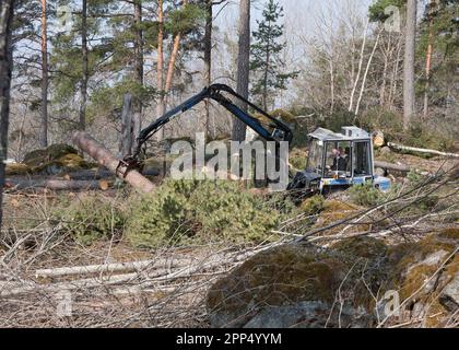 FORWARDER loads and carries tree trunk out from the felling Stock Photo