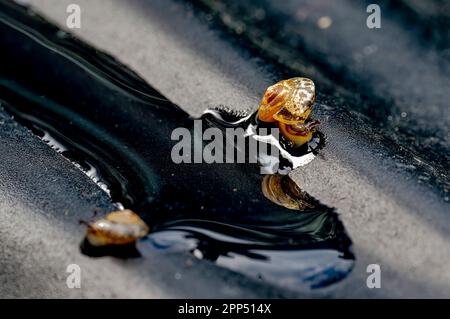 Macro shot from a small snail on a wet and black subsoil. Stock Photo
