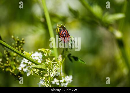 Black striped red beetle Graphosoma lineatum on flower on green meadow. Stock Photo