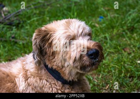 Shaved briard hot sale