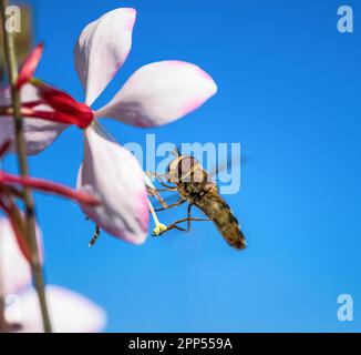 Macro of an hoverfly flying to an indian feather flower blossom Stock Photo