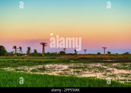 Baobab trees near avenue of the baobabs in Madagascar Stock Photo