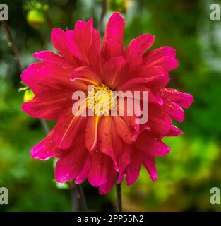 Closeup of a dahnlia flower blossom in the garden Stock Photo