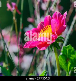 Closeup of a dahnlia flower blossom in the garden Stock Photo