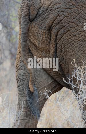 African elephant (Loxodonta africana), tail, Meru NP, Kenya Stock Photo