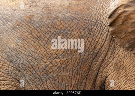 African elephant (Loxodonta africana), skin, Meru NP, Kenya Stock Photo