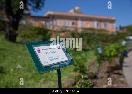 Rome, Italy. 21st Apr, 2023. Sign of a rose plant inside the Municipal Rose Garden of Rome (Credit Image: © Matteo Nardone/Pacific Press via ZUMA Press Wire) EDITORIAL USAGE ONLY! Not for Commercial USAGE! Stock Photo