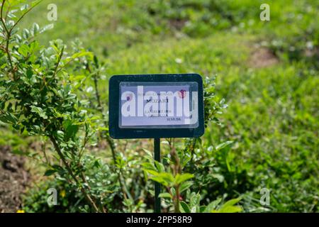 Rome, Italy. 21st Apr, 2023. Sign of a rose plant inside the Municipal Rose Garden of Rome (Credit Image: © Matteo Nardone/Pacific Press via ZUMA Press Wire) EDITORIAL USAGE ONLY! Not for Commercial USAGE! Stock Photo