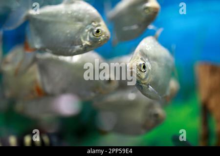 View of Gymnocorymbus thayeri fishes in aquarium Stock Photo