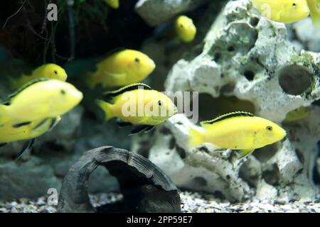 View of Labidochromis caeruleus fishes in aquarium Stock Photo