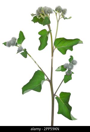 Great Burdock (Arctium lappa) flower isolated on  white background Stock Photo