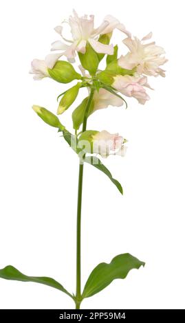 Saponaria officinalis flower isolated on white background Stock Photo
