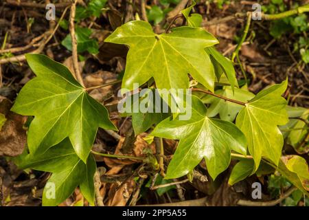 Fatsia japonica false castor oil plant Stock Photo