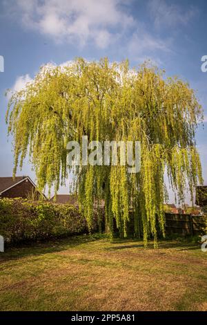 Weeping willow tree in spring. Stock Photo