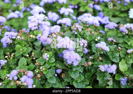 View of Ageratum houstonianum flowers in garden Stock Photo