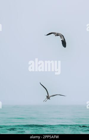 Two herons flying together over a green ocean Stock Photo