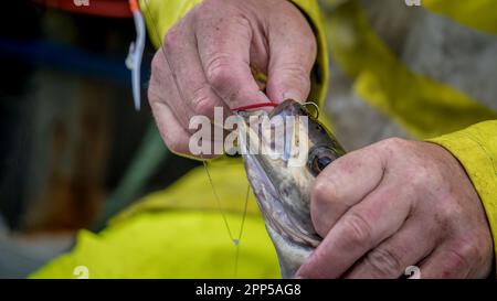 Fishernam removing hook from fish caught sea angling Stock Photo