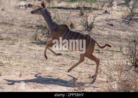 A running and jumping Kudu in Chobe national park. Stock Photo