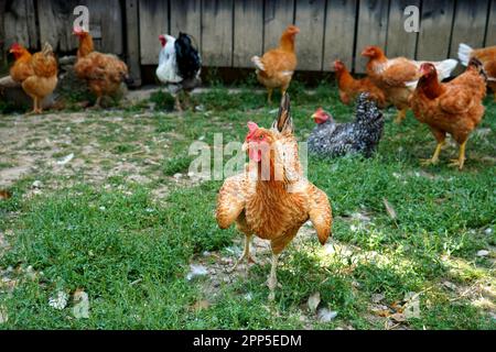 Free range hens in their yard with green grass in a village in Transylvania, Romania Stock Photo