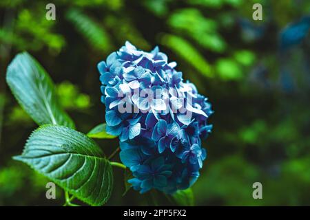 Description: Beautiful blue flowers photographed in a picturesque overgrown ravine in Madeira rainforest. Levada of Caldeirão Verde, Madeira Island, P Stock Photo