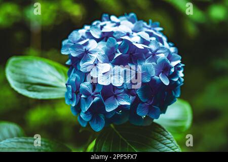 Description: Beautiful blue flowers photographed in a picturesque overgrown ravine in Madeira rainforest. Levada of Caldeirão Verde, Madeira Island, P Stock Photo