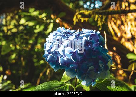 Description: Beautiful blue flowers photographed in a picturesque overgrown ravine in Madeira rainforest. Levada of Caldeirão Verde, Madeira Island, P Stock Photo