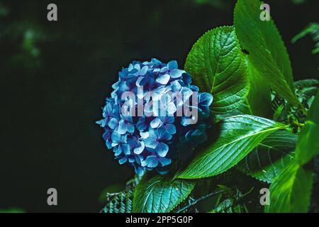 Description: Beautiful blue flowers photographed in a picturesque overgrown ravine in Madeira rainforest. Levada of Caldeirão Verde, Madeira Island, P Stock Photo