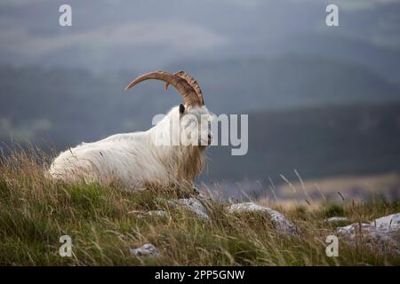 cashmere goat - portrait Stock Photo - Alamy