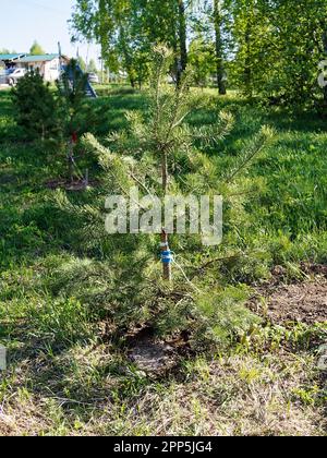 A young Christmas tree is planted on the edge of the forest, in spring Stock Photo