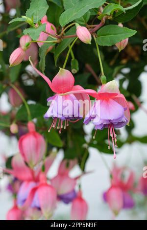 Fuchsia Madeleine Sweeney, dark green foliage, double dark rose and magenta pink flowers, pale purple corollas Stock Photo