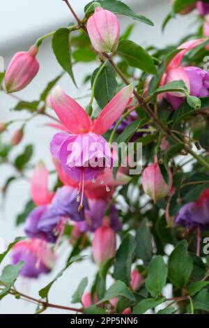 Fuchsia Madeleine Sweeney, dark green foliage, double dark rose and magenta pink flowers, pale purple corollas Stock Photo