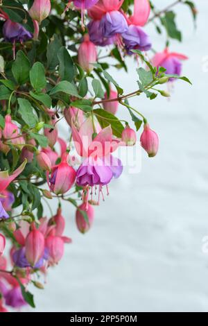 Fuchsia Madeleine Sweeney, dark green foliage, double dark rose and magenta pink flowers, pale purple corollas Stock Photo