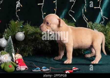 Little cute American Bully puppy looking at a Christmas tree decorated with toys, snowflakes, cones, ice skates and angels. Christmas and New Year for Stock Photo