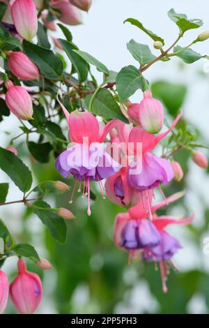 Fuchsia Madeleine Sweeney, dark green foliage, double dark rose and magenta pink flowers, pale purple corollas Stock Photo